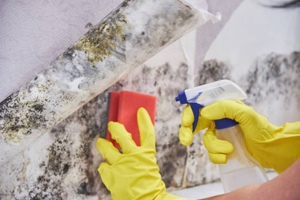 Best Mold Odor Removal Services  in Stlman Valley, IL